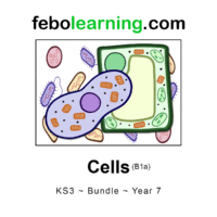 Key Stage 3 The Complete Year 7 Science Bundle