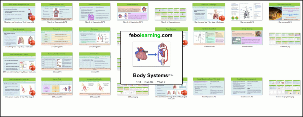 Illustration of title slide for KS3 Biology: Body Systems Bundle Year 7.