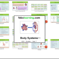 Illustration of title slide for KS3 Biology: Body Systems Bundle Year 7.