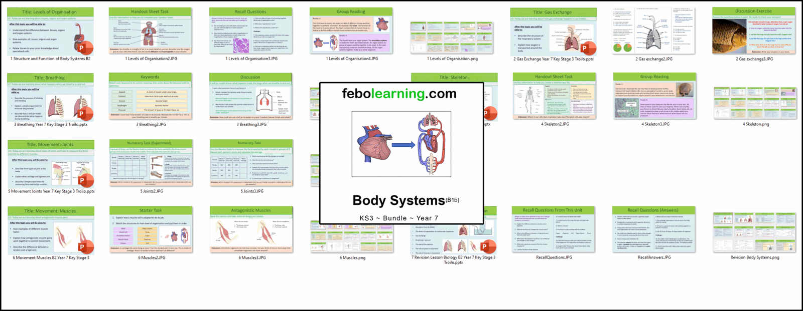 KS3 Biology: Body Systems Bundle Year 7 Course Lessons - febolearning.com