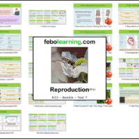 KS3 Reproduction Bundle Year 7