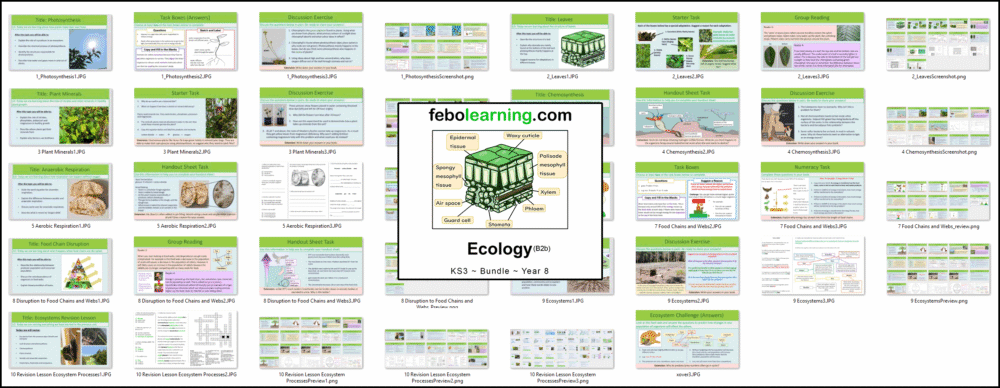 KS3 Ecology Bundle Year 8