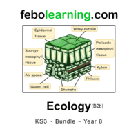 KS3 Ecology Bundle Year 8