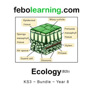 KS3 Ecology Bundle Year 8