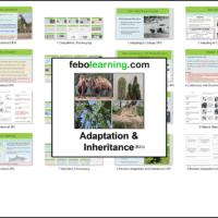 KS3 Adaptation and Inheritance Bundle Year 8