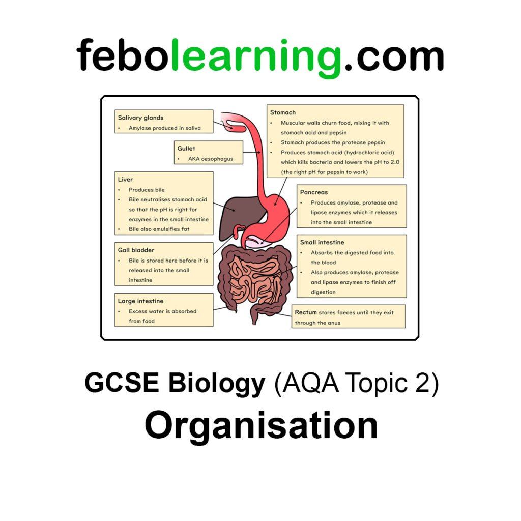 GCSE Biology: Topic 2 Organisation Lessons & Study Notes Pack ...