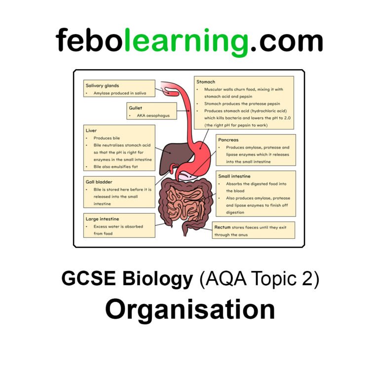 GCSE Biology: Topic 2 Organisation Lessons & Study Notes Pack ...