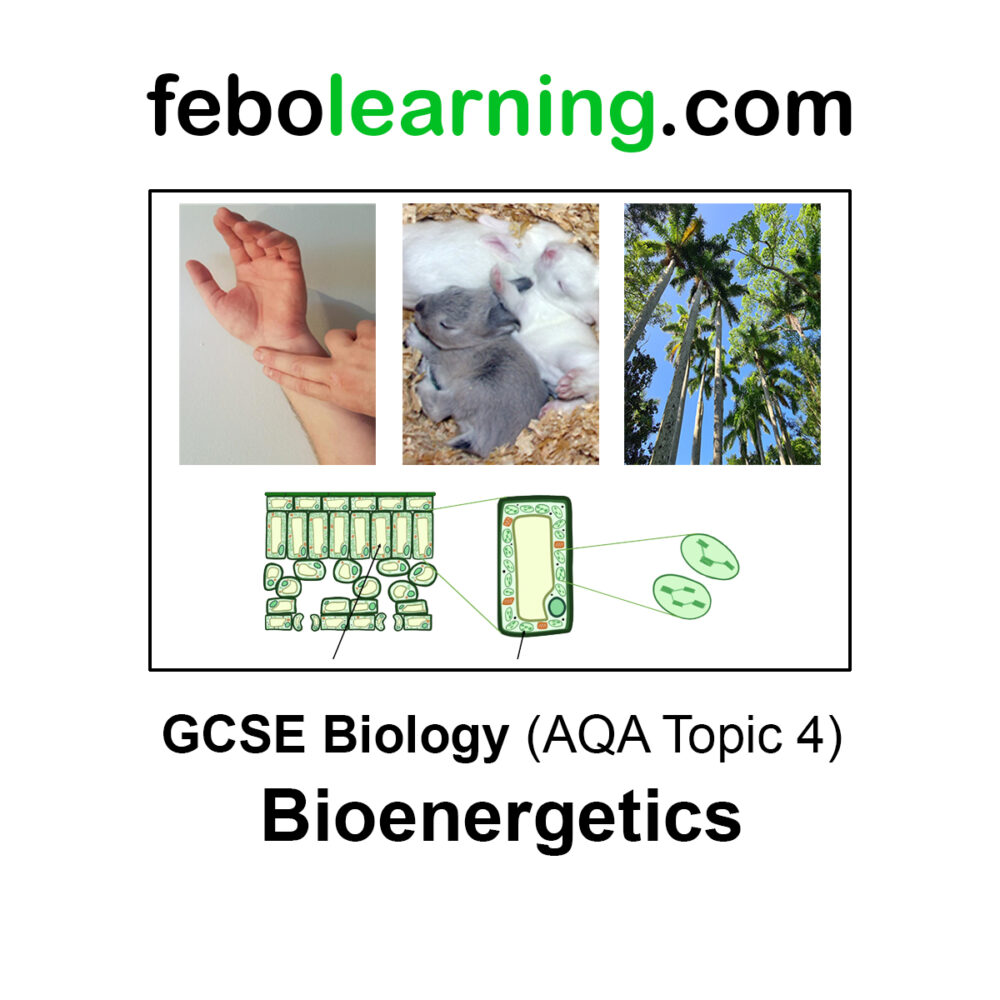 GCSE Biology The Complete Mega Bundle Topics 1-7