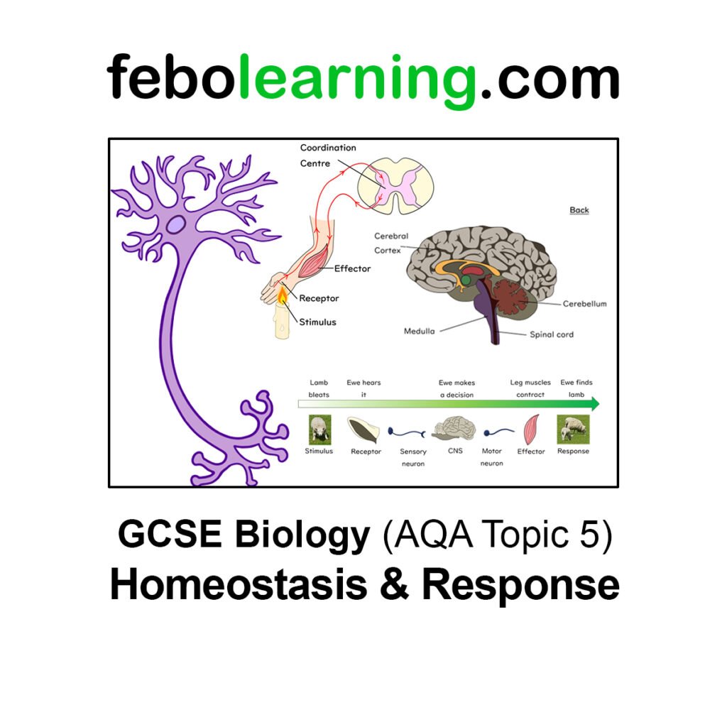 GCSE Biology Topic 5 Homeostasis & Response Lesson Pack - febolearning.com