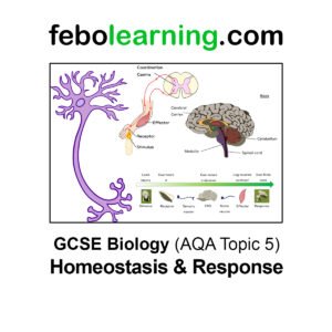 GCSE Biology AQA Topic 5 Homeostasis & Response Full Lessons