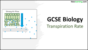 Link to next lesson: GCSE Biology Topic 2 Organisation: Transpiration Rate