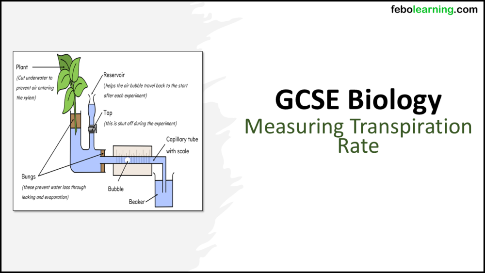 2 Measuring Transpiration Rate GCSE Biology TITLE GCSE Biology Topic 2 Organisation: Measuring Transpiration Rate title slide