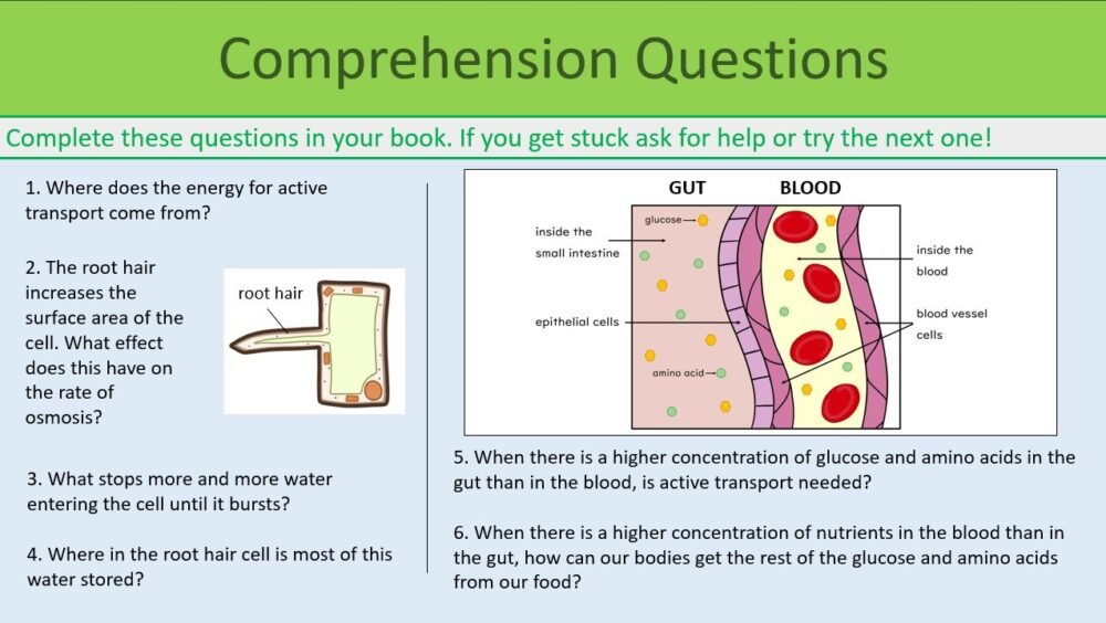 Active Transport Comp Preview of comprehension questions exercise slide