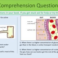 Active Transport Comp Preview of comprehension questions exercise slide