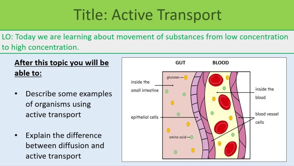Active Transport LO Preview of lesson objectives slide for Active Transport