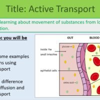 Active Transport LO Preview of lesson objectives slide for Active Transport