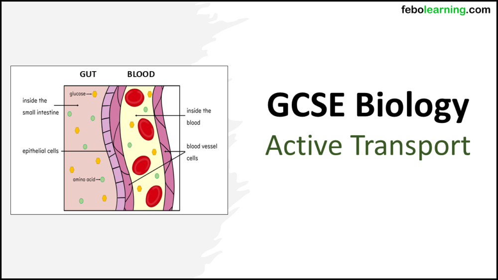 Active Transport Lesson GCSE Biology Title Title slide graphic for GCSE Biology Topic 1 Cells: Active Transport lesson