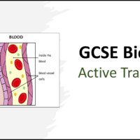 Active Transport Lesson GCSE Biology Title Title slide graphic for GCSE Biology Topic 1 Cells: Active Transport lesson