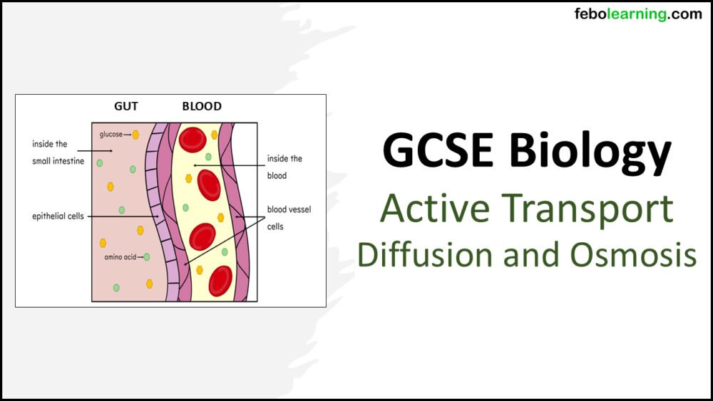 Active-Transport-diffusion-osmosis-Title Title slide graphic for GCSE Biology Topic 1 Cells: Diffusion Osmosis and Active Transport