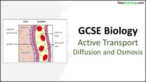 Active-Transport-diffusion-osmosis-Title Title slide graphic for GCSE Biology Topic 1 Cells: Diffusion Osmosis and Active Transport