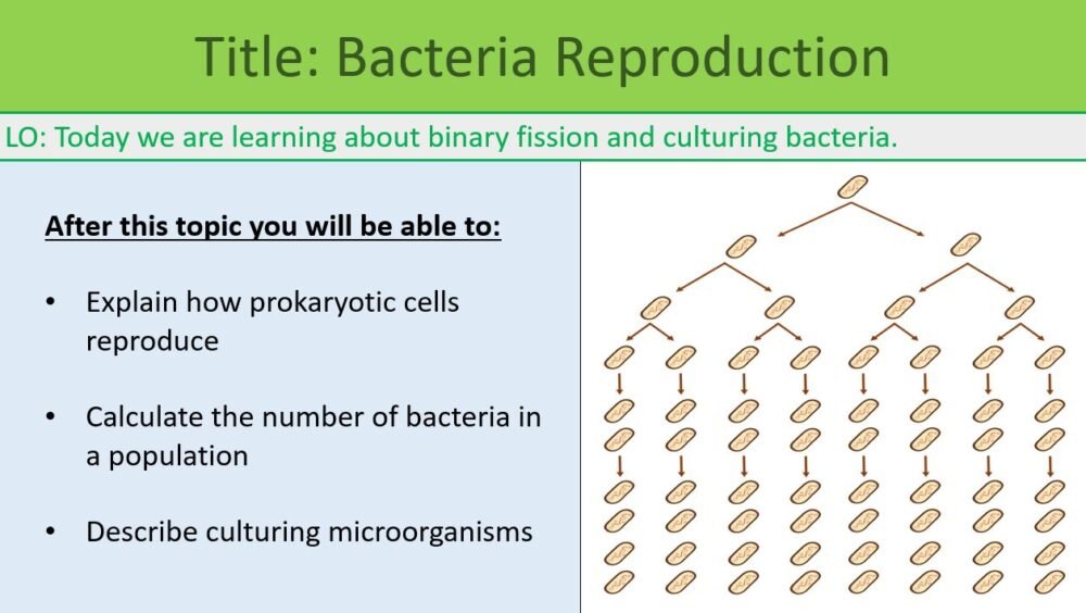 Preview of Bacteria Reproduction slide for GCSE Biology Binary Fission and Culturing Bacteria lesson.