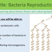 Preview of Bacteria Reproduction slide for GCSE Biology Binary Fission and Culturing Bacteria lesson.
