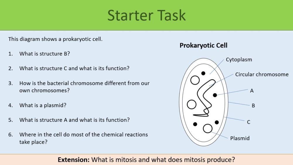 Preview of Starter Task slide for GCSE Biology Binary Fission and Culturing Bacteria lesson.