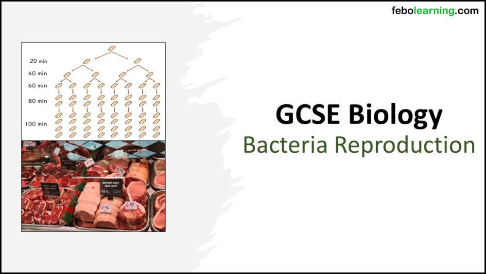 Title slide graphic for GCSE Biology Binary Fission and Culturing Bacteria lesson.