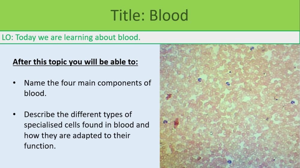 Blood - Learning Objectives