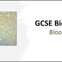 Title graphic for GCSE Biology Lesson: Blood