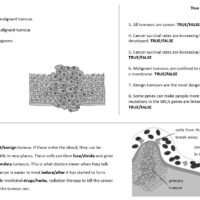 Preview of Worksheet for the lesson: Cancer