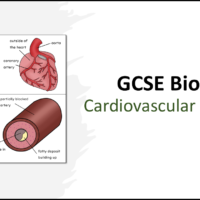 Cardiovascular Disease Part 1 GCSE Biology TITLE Title Slide: GCSE Biology Topic 2 Organisation: Cardiovascular Disease Part 1