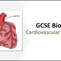 Cardiovascular Disease Part 2 GCSE Biology TITLE Title Slide: GCSE Biology Topic 2 Organisation: Cardiovascular Disease Part 2