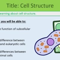 GCSE Cell Structure Lesson Objectives Thumbnail of the lesson objectives slide from the GCSE Biology lesson, Cell Structures.