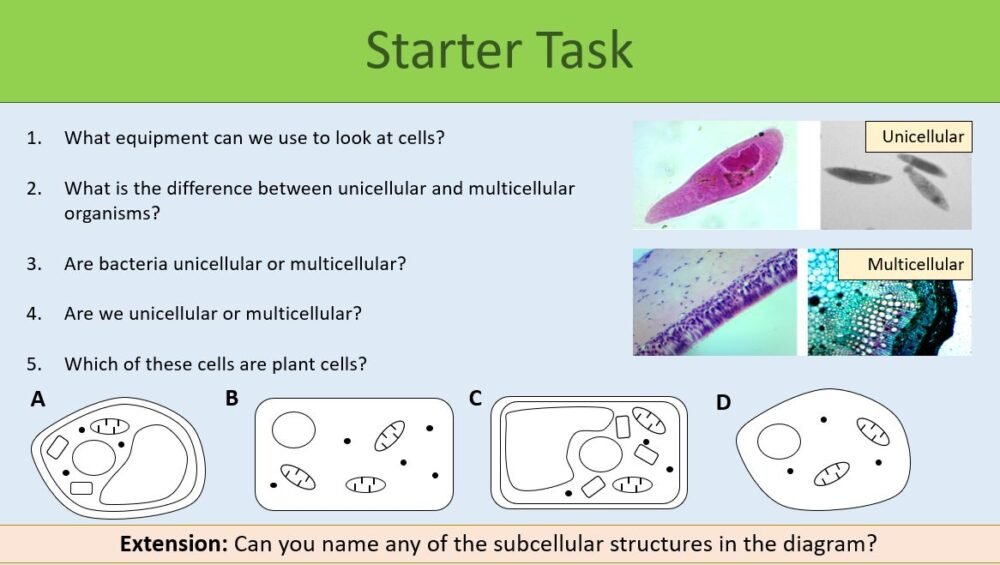 GCSE Cell Structure Lesson Starter Thumbnail of the lesson starter slide from the GCSE Biology lesson, Cell Structures.