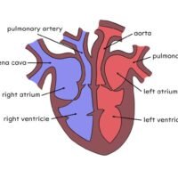Circulatory System Heart Labelled diagram of the human heart