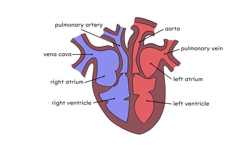 Circulatory System Heart Labelled diagram of the human heart