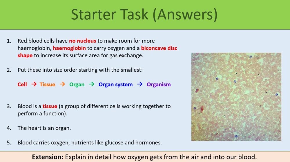 Circulatory System Starter GCSE Biology Topic 2 Organisation: Circulatory System Starter slide
