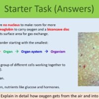 Circulatory System Starter GCSE Biology Topic 2 Organisation: Circulatory System Starter slide