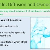 Diffusion and Osmosis LO Preview of lesson objectives slide for osmosis and diffusion.