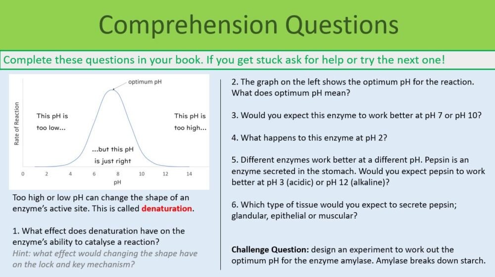 GCSE Biology Enzymes lesson Comprehension Task Preview