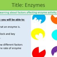 GCSE Biology Enzymes Lesson Objectives Preview