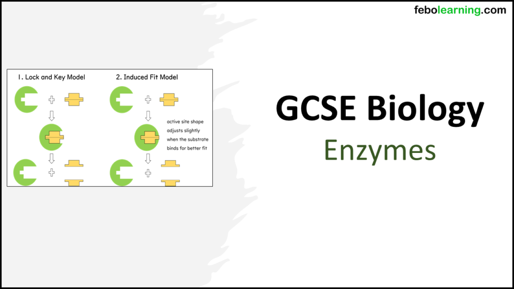Graphic of title slide for GCSE Biology Topic 2 Organisation: Enzymes Lesson