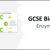 Graphic of title slide for GCSE Biology Topic 2 Organisation: Enzymes Lesson