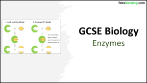 Graphic of title slide for GCSE Biology Topic 2 Organisation: Enzymes Lesson