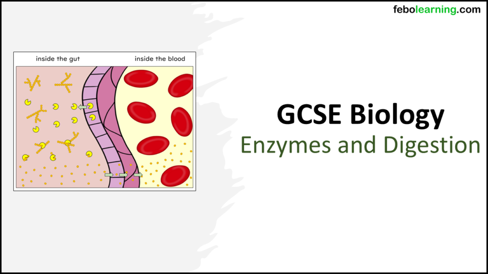 Enzymes and Digestion GCSE Biology Title Title slide for GCSE Biology Topic 2 Organisation: Enzymes and Digestion