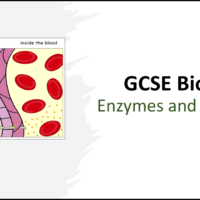 Enzymes and Digestion GCSE Biology Title Title slide for GCSE Biology Topic 2 Organisation: Enzymes and Digestion