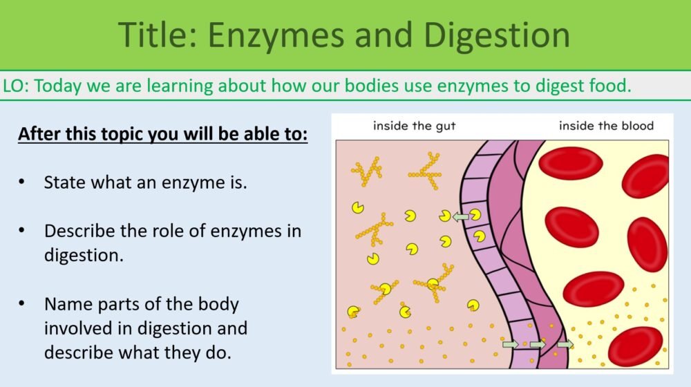 Enzymes and Digestion LO Preview of lesson objectives for GCSE Biology Topic 2 Organisation: Enzymes and Digestion