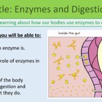 Enzymes and Digestion LO Preview of lesson objectives for GCSE Biology Topic 2 Organisation: Enzymes and Digestion