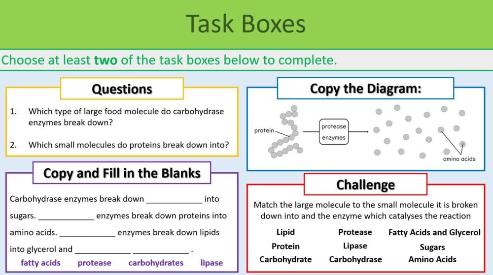 Enzymes and Digestion Task Boxes Preview of task boxes exercise.